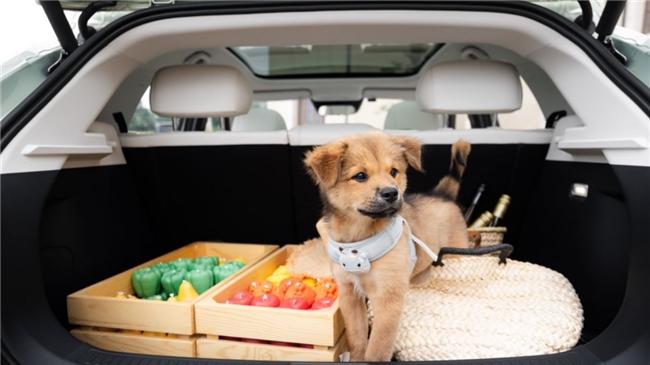 8万级纯电终极对决，极狐T1的扎实VS全新QQ3的灵动