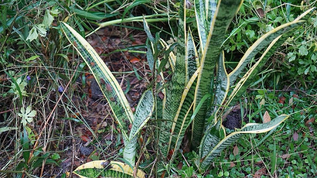 海洋经济的“深水区”，中国凭什么敢跳？