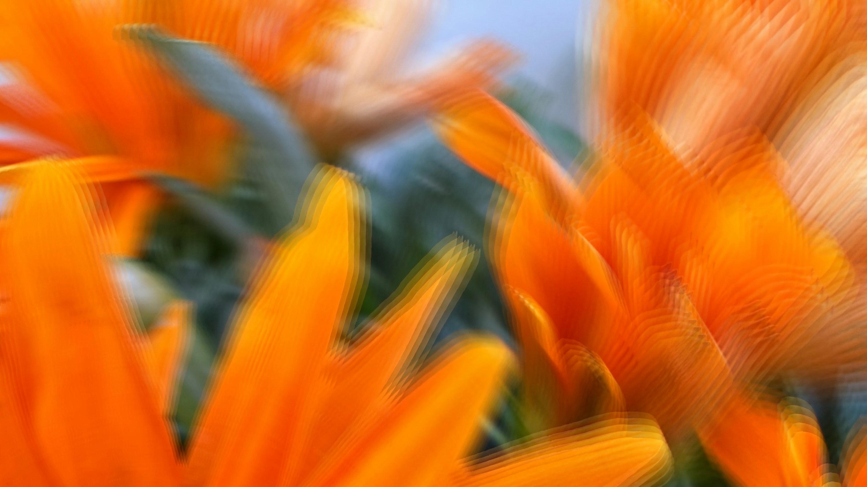 春天拍花的几个创意性小技巧