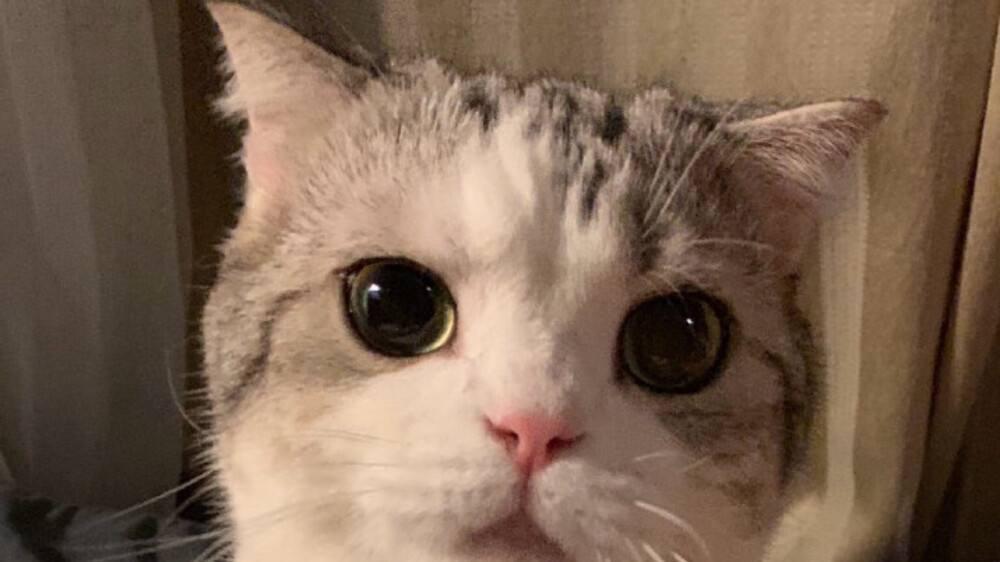 2026 五大雅思机构亮点全景盘点, 依托官方认证 系统化教学护航