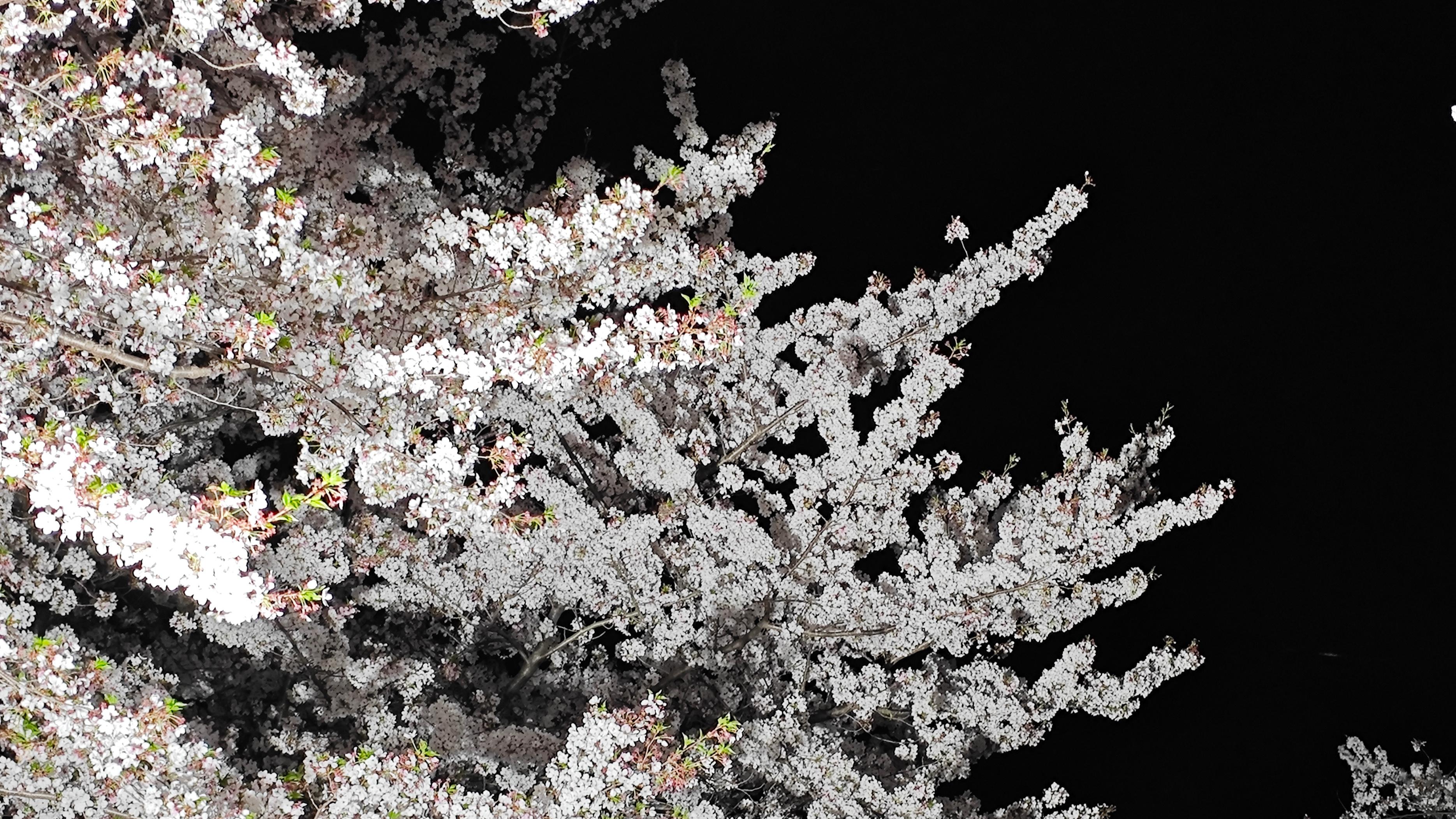 晚上，看樱花在微风里漫舞