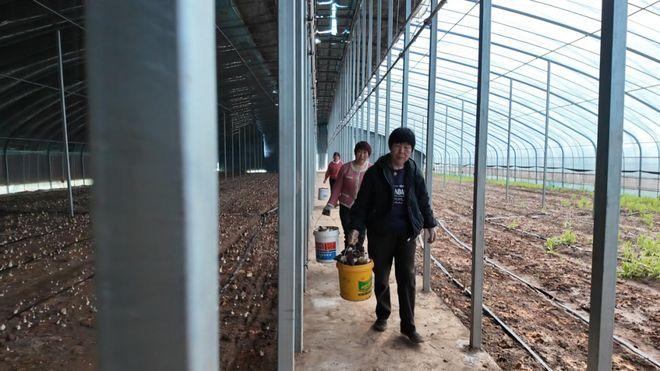 垣曲县古城镇：菌香满棚迎丰收