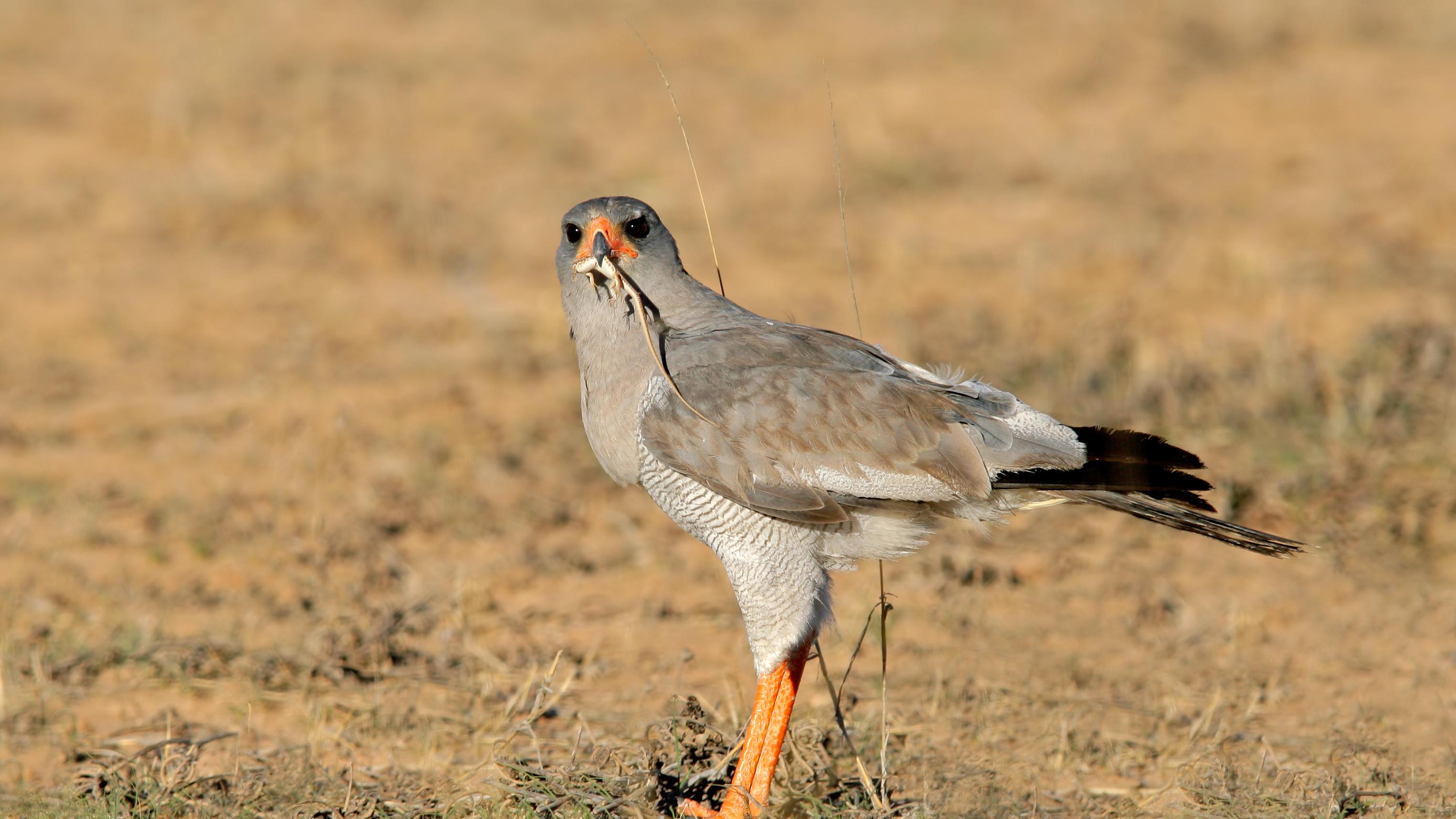 车企的AI赛跑：谁已经在重构操作系统?