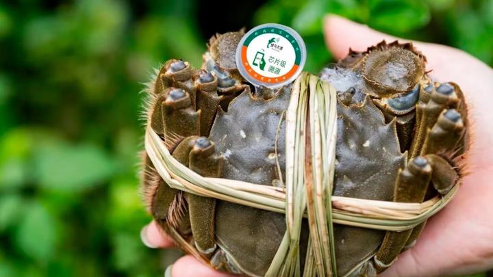 大闸蟹“一物一码”防伪溯源，到底怎么防假？看完秒懂