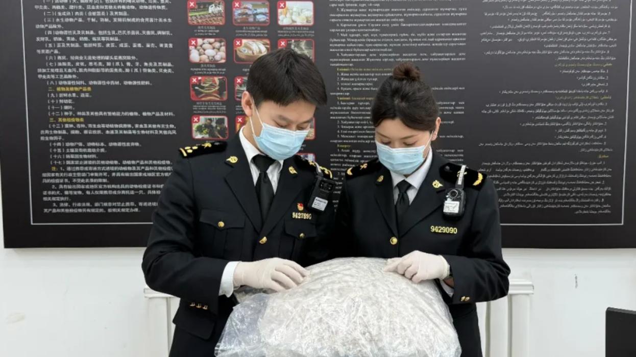 海关律师、走私辩护律师邵丹：都拉塔海关查获走私高鼻羚羊组织