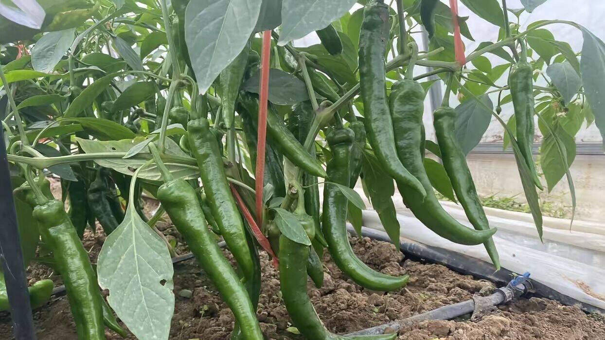 适合懒人种的5种懒人菜，天生皮实耐造，越不管越长、越旱越疯长