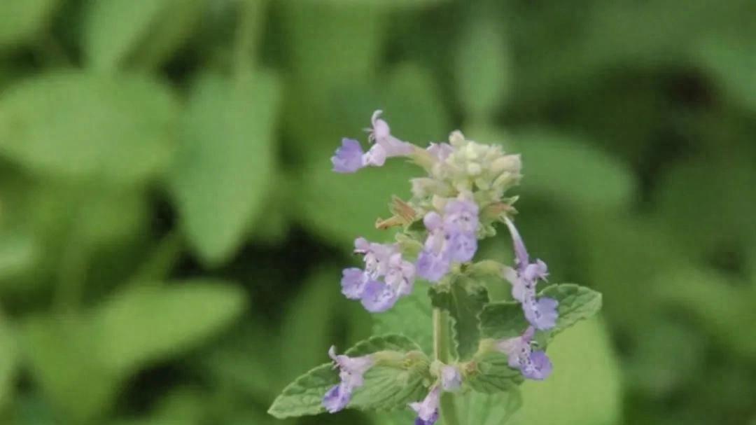 药食两用的“感冒克星”——荆芥