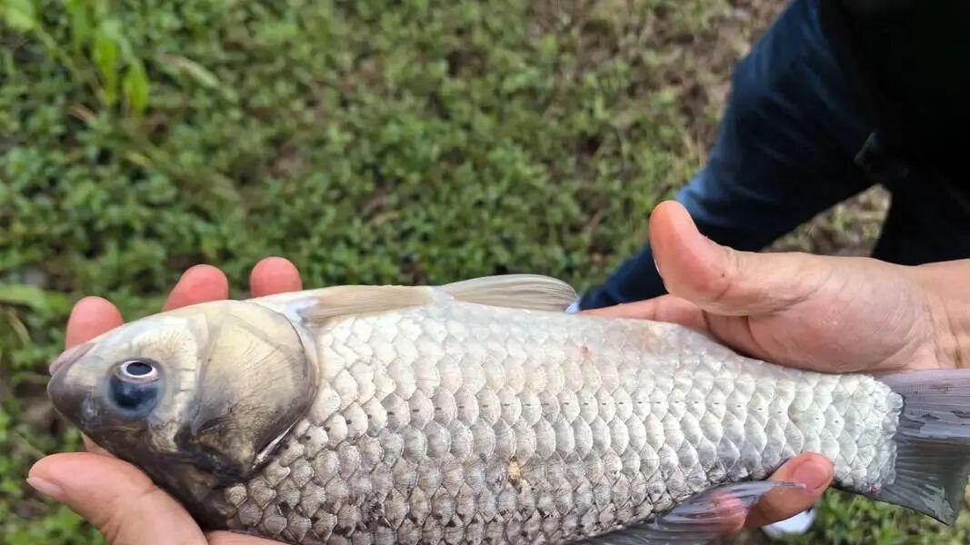 鱼身上藏着“第六感”？这条小黑线，才是决定你空军的“元凶”！