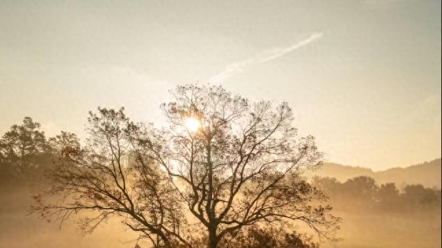 2026 好用的小程序商城系统：呱呱赞、有赞、微盟测评