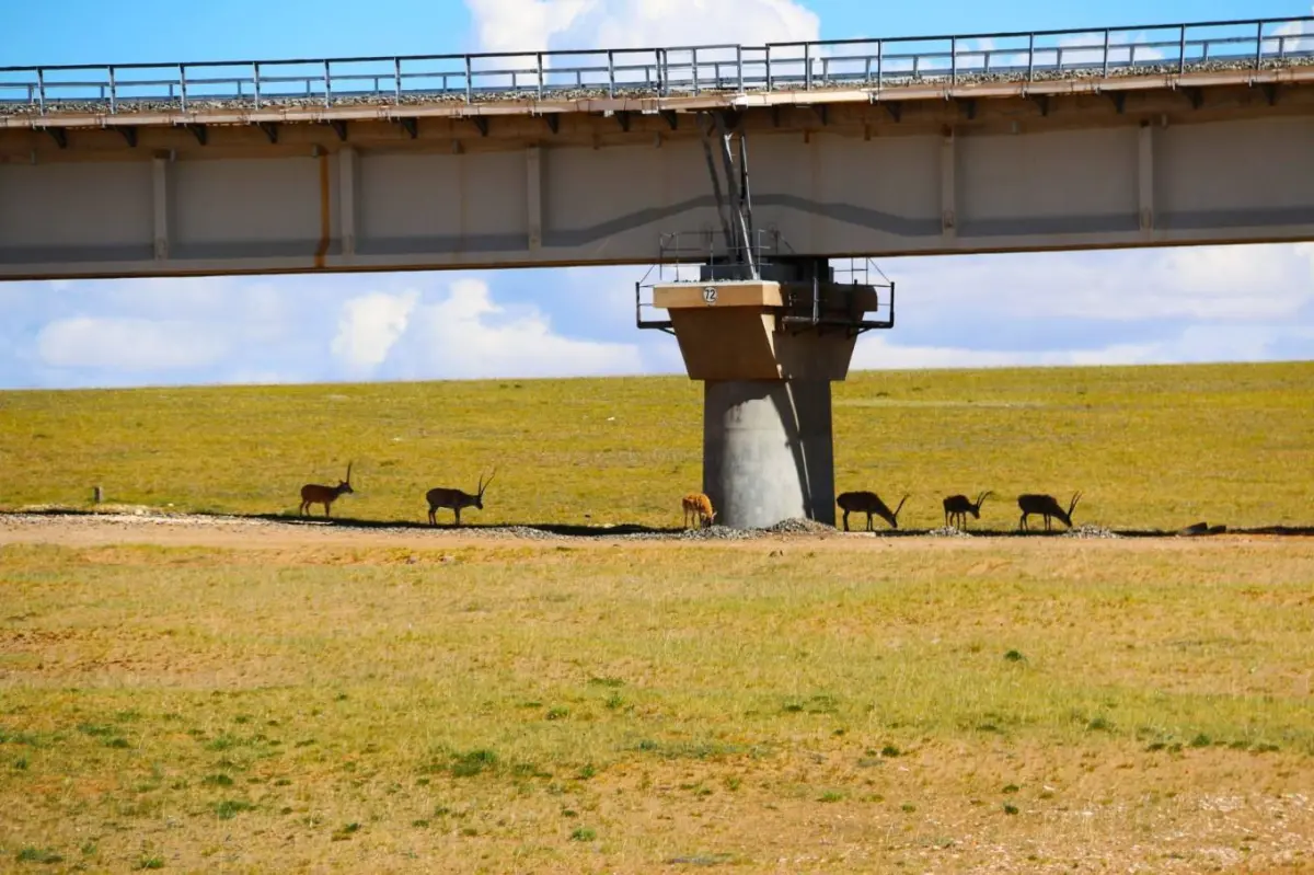 青藏公路一日行，下午的生动活跃（高原精灵）