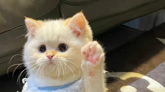 ​担心猫粮总翻车？不知道幼猫吃什么猫粮？多款热门猫粮深度测评