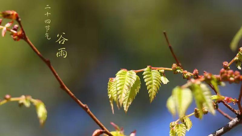 今日谷雨节气，今年谷雨不一般60年一遇，看看农谚怎么说