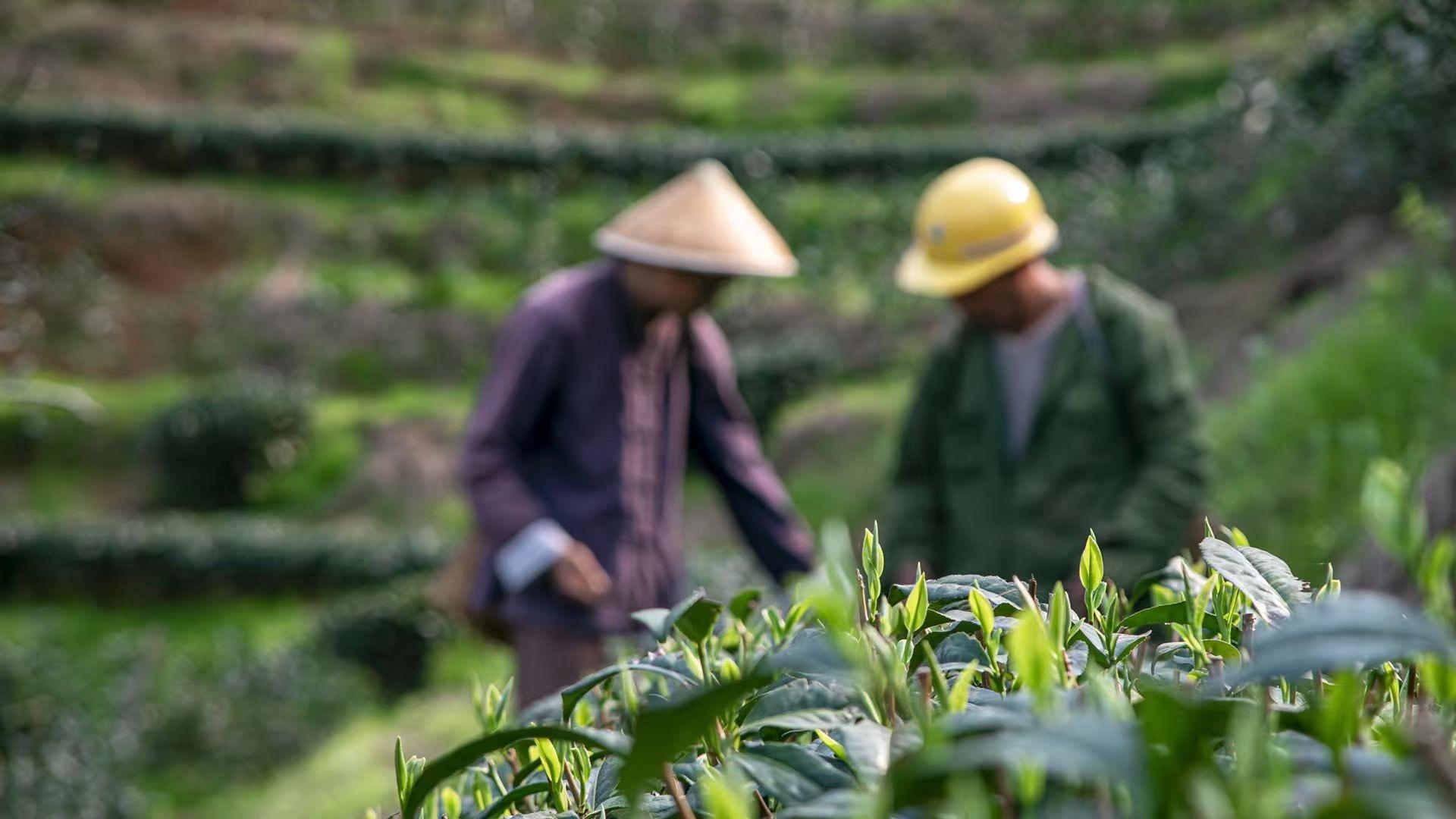 同产区同品种的茶树，为什么有一些开采时间特别早？