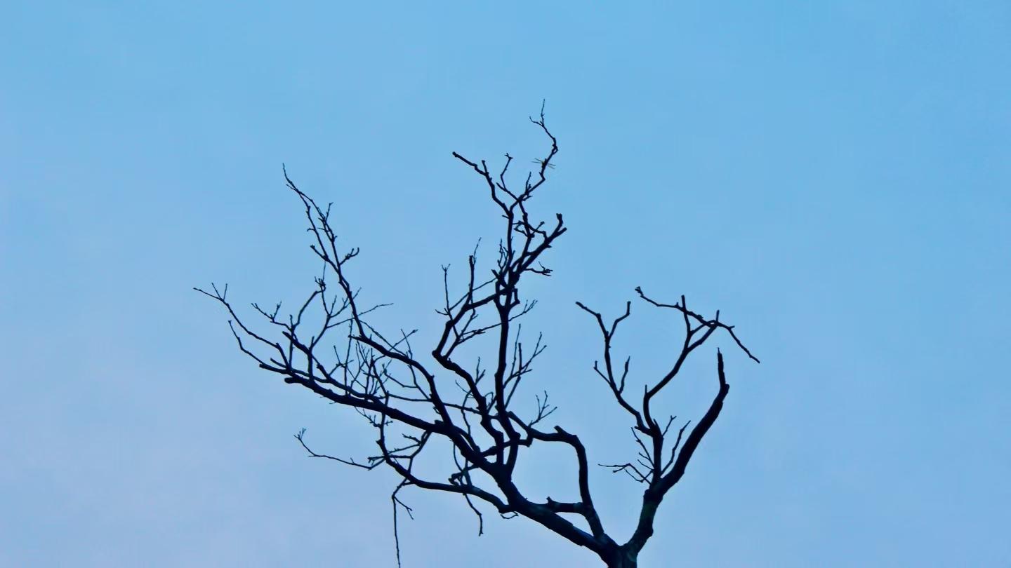 1591年，他结束了他的一生