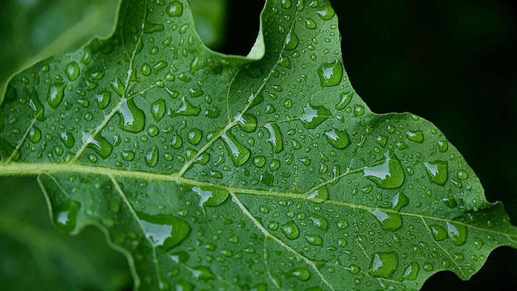 春节消费凭什么让全球侧目？