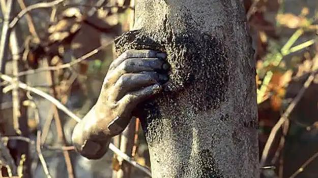 世界最孤独的手，它紧握一棵树长达50年，一直没有松开过