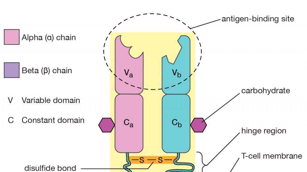 TCR-T 疗法：工程化 T 细胞免疫治疗的创新突破与发展前景