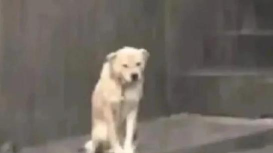 淋雨撒欢的修勾怎么越看越治愈