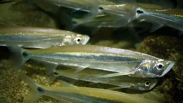 大鳍鱼：曾是云南“最富有”资源，今几十年没见：这种鱼去哪了？