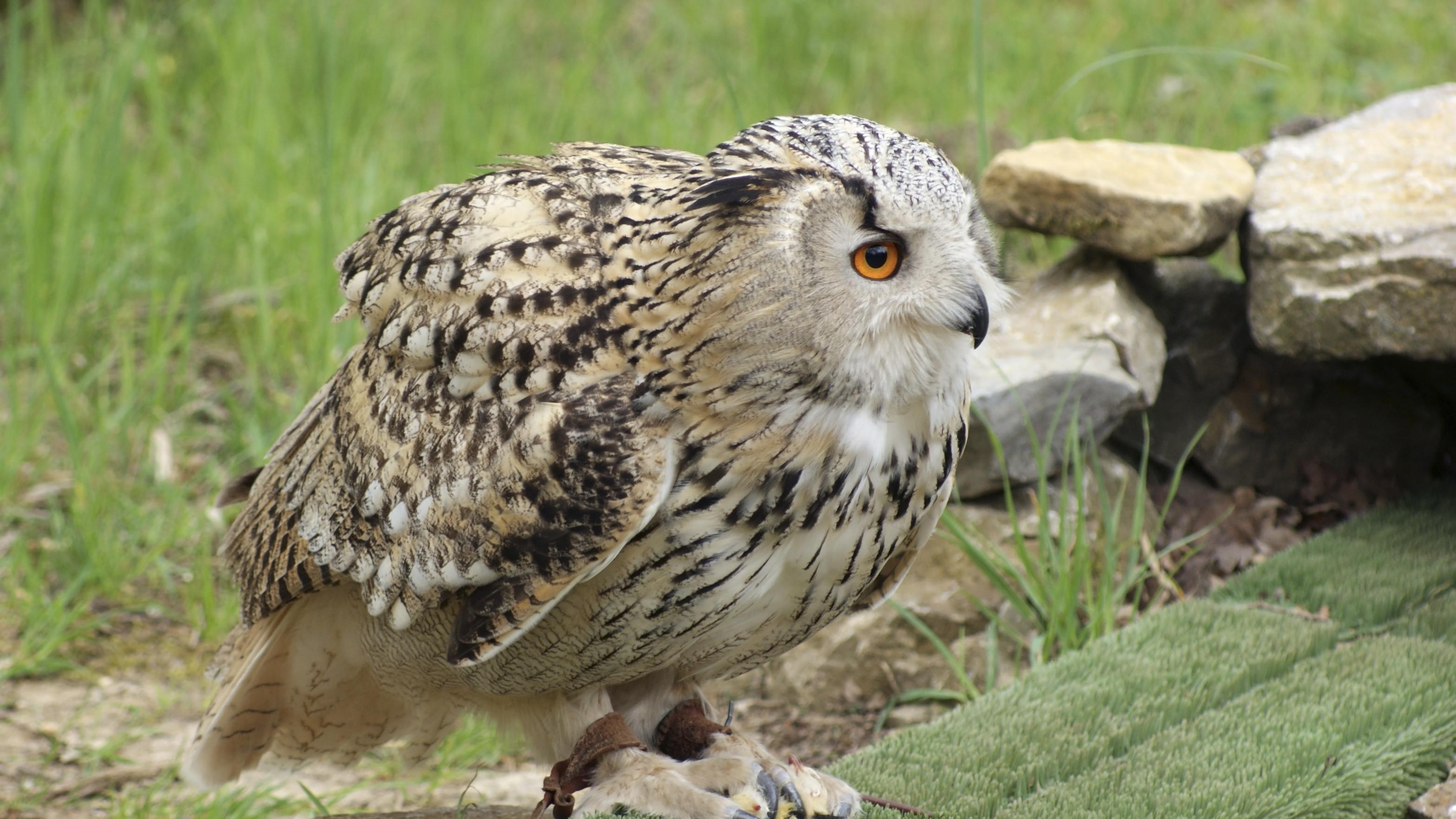 千亿花田，为何还给荷兰交税？