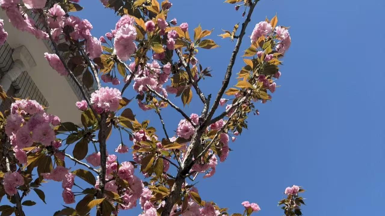 一夜甘霖洗物华，樱枝带露绽新霞——杨兴德原创诗词九首