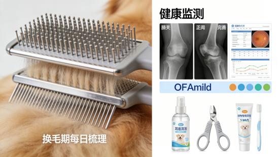 威尔士的灵动猎手——威尔士跳猎犬全方位解析