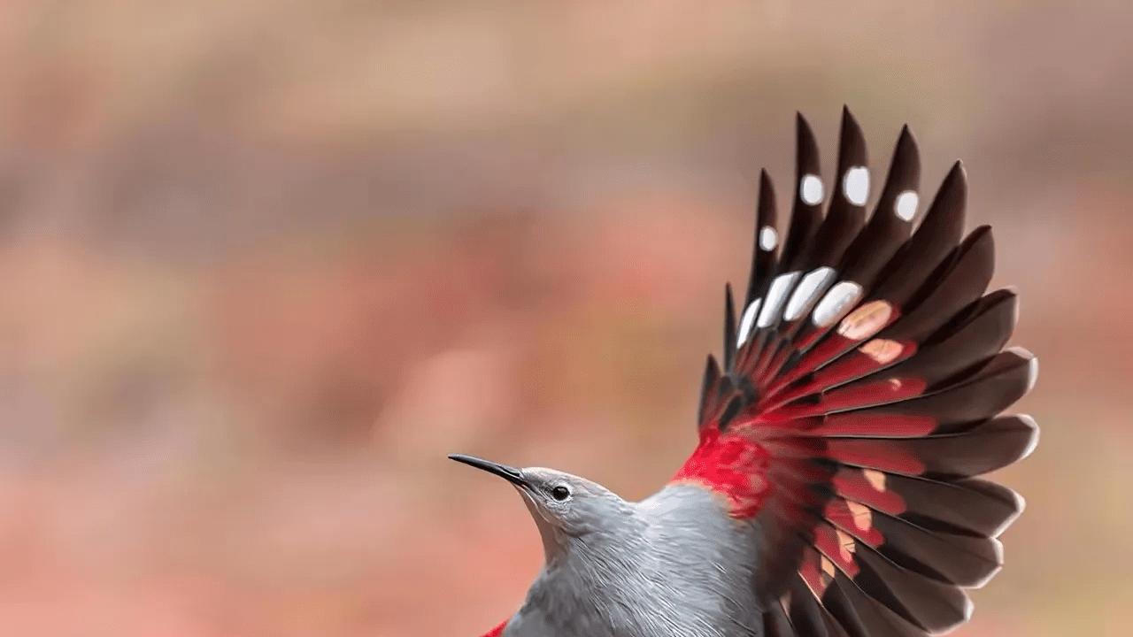 幽默的第一原则不是“好笑”，而是“安全”