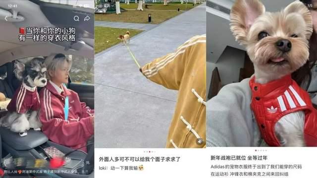 从留守宠物到万亿市场：春节如何点燃“它经济”？