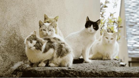 猫粮怎么选？小猫玻璃胃长肉难？看看这份十大放心猫粮国产名单！