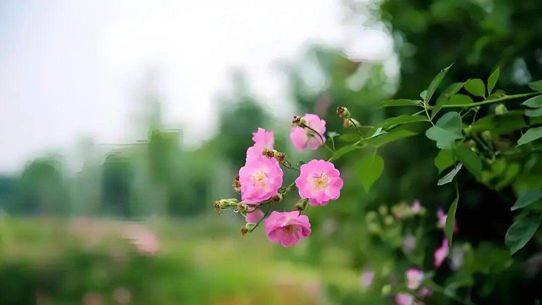 七律·风摇夏意浓