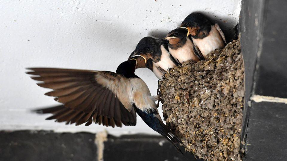 燕子筑巢不寻常！千年传说里，它是报喜灵鸟，只落福善人家