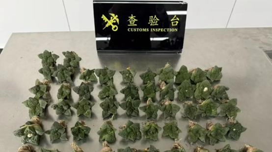 海关律师、走私辩护律师邵丹：罗湖海关查获走私濒危龟甲牡丹
