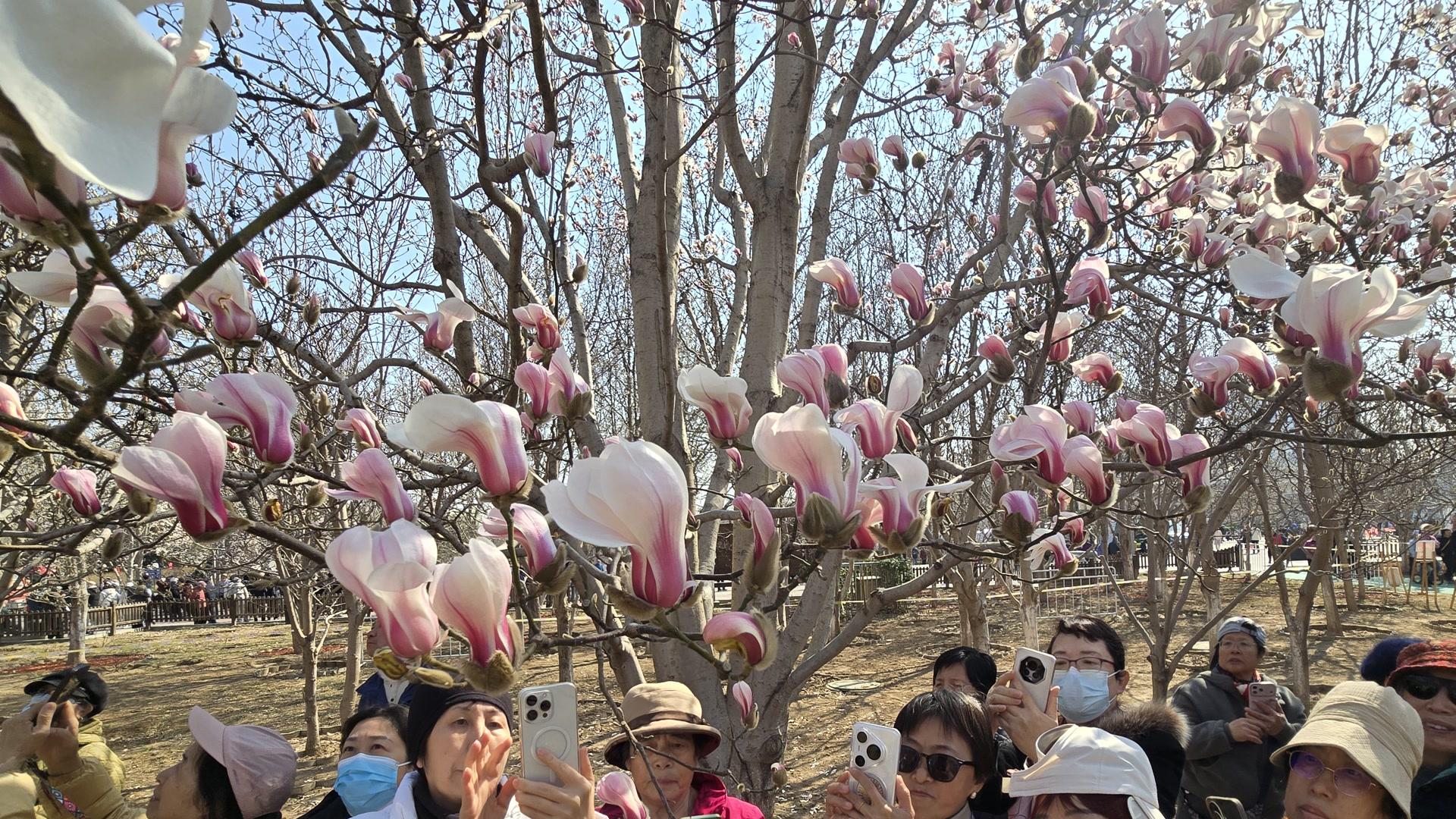 第二十三届玉兰赏花季精彩启幕