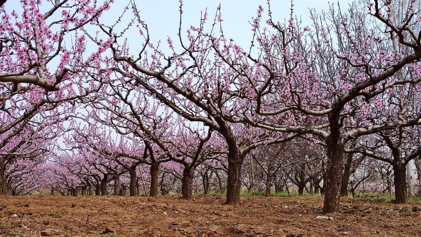 三千亩桃林绽放 美丽乡村入画来
