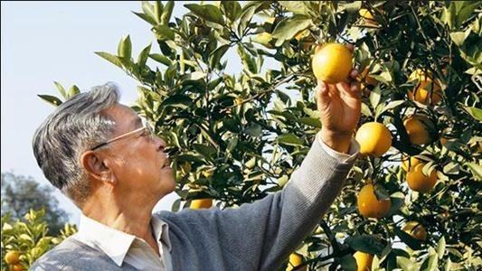 74岁再出发，看褚时健如何从一无所有到亿万橙王