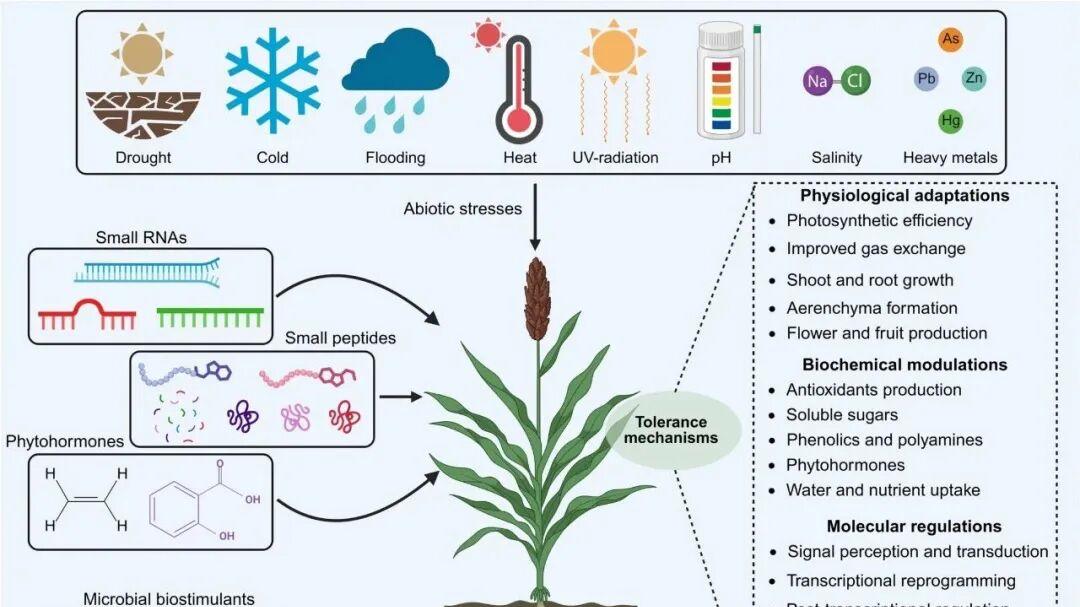JIPB 重磅综述：生物刺激剂 + 多组学，破解作物非生物胁迫难题