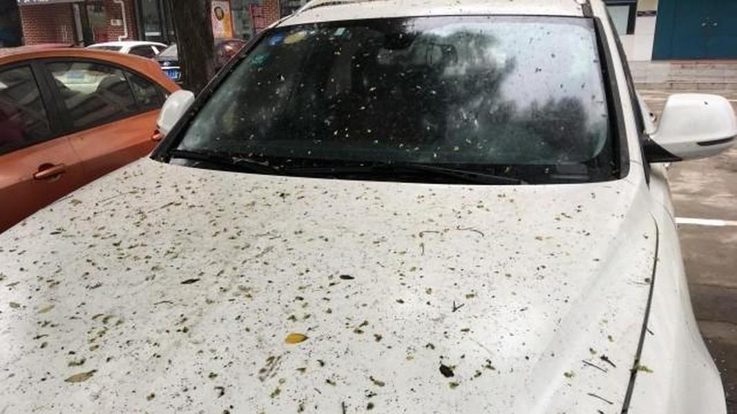 虫胶去除渗透时间法则，为什么浸润3分钟比强力溶解更科学？