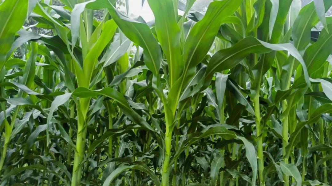 7月夏玉米什么时候追肥好？错过这10天，早追晚追都减产