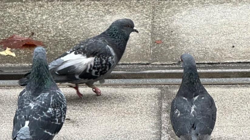 20%的鸽子都断了脚趾，有些甚至断了脚掌，真凶却是：人的头发？