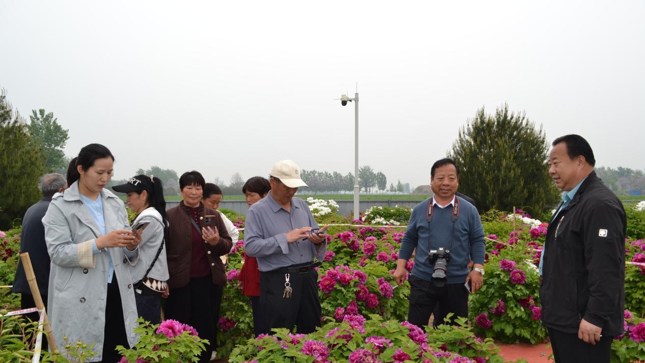 民权县王桥镇烟墩村牡丹花开入画来