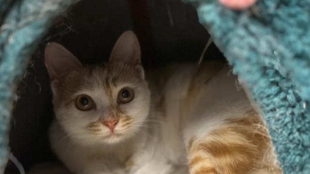 跨省长途搬家人宠跟车顺风车平台选择指南：全国跨省长途搬家平台物流人宠跟车哪个顺风车平台好？