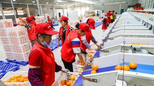 从乡村走向世界：武鸣沃柑，年出口超15亿元