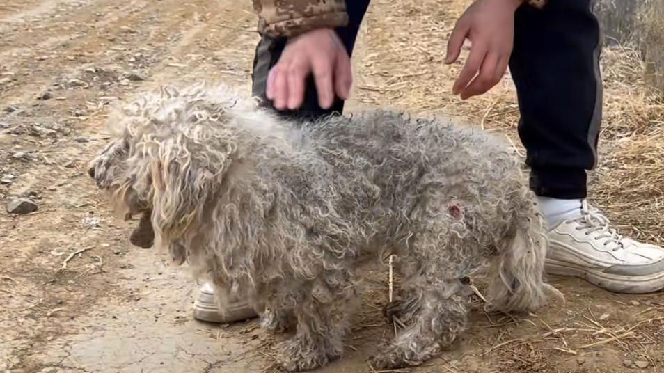 狗狗生病被抛弃在水渠，狗狗拼全力也无法脱困，幸得好心人救助