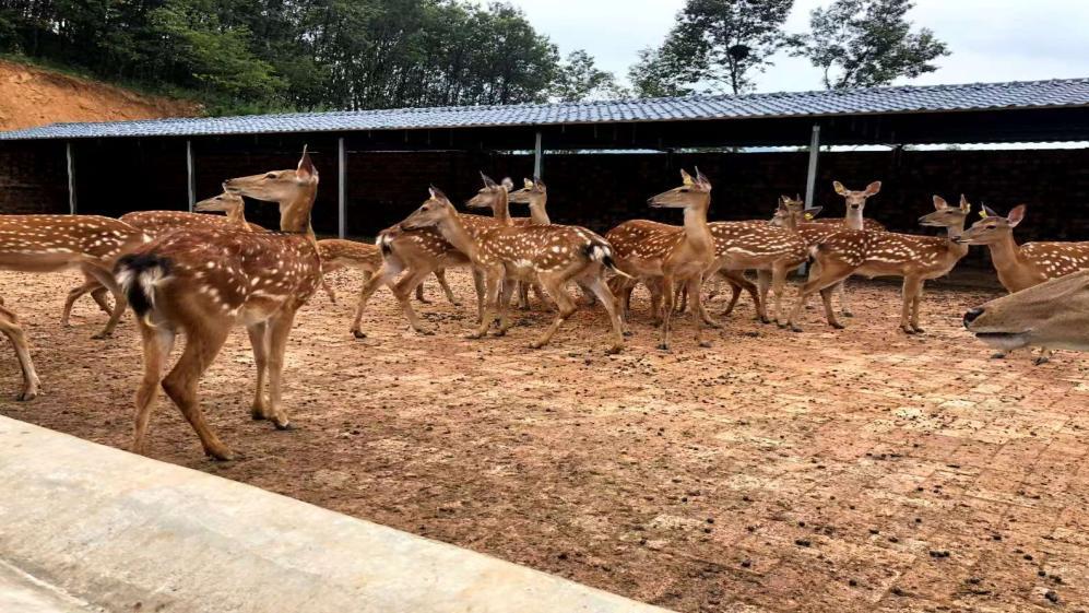 鹿鸣青山 筑梦乡野——退伍老兵周德正在鹿鸣中奏响乡村振兴乐章