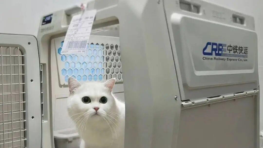 过年带毛孩子回家！高铁宠物托运新增67个车站