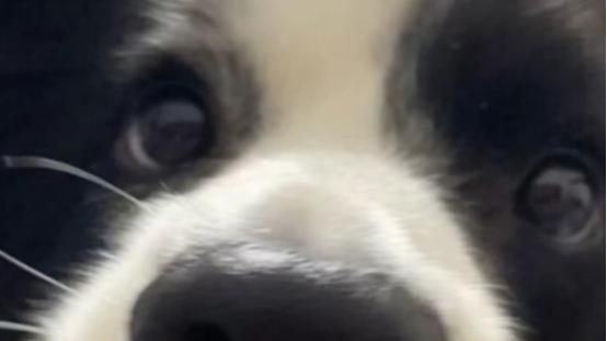 狗罐头好不好？狗罐头什么品牌好？红榜良心推荐，这些品牌真靠谱