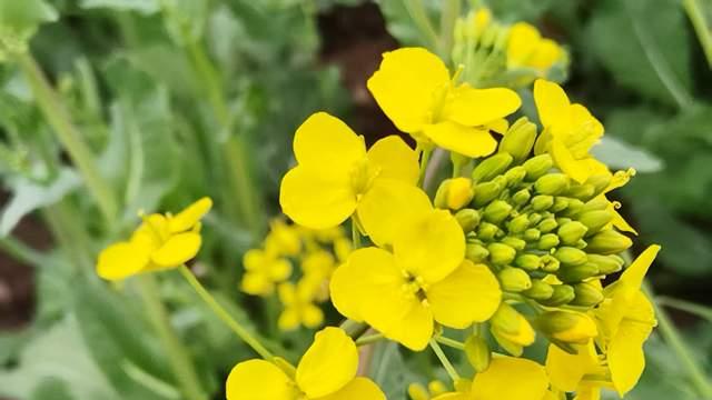 你越焦虑，孩子越叛逆！青春期父母稳住情绪，比讲道理管用百倍