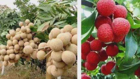 广西北流市荔枝场改制争议引关注，476名职工诉求盼公正处置