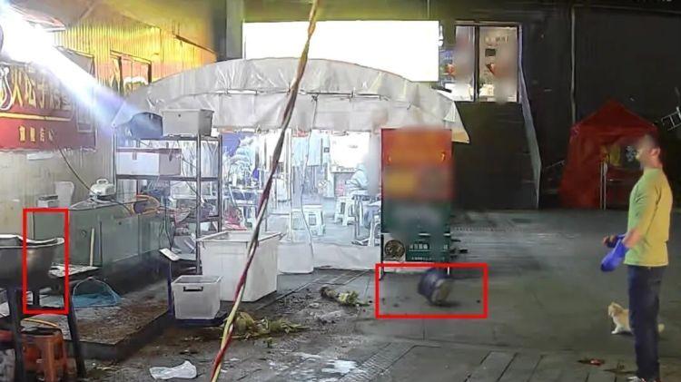 善意有回响！老板坚持给流浪猫投食，转身瞬间躲过6米高空坠盆