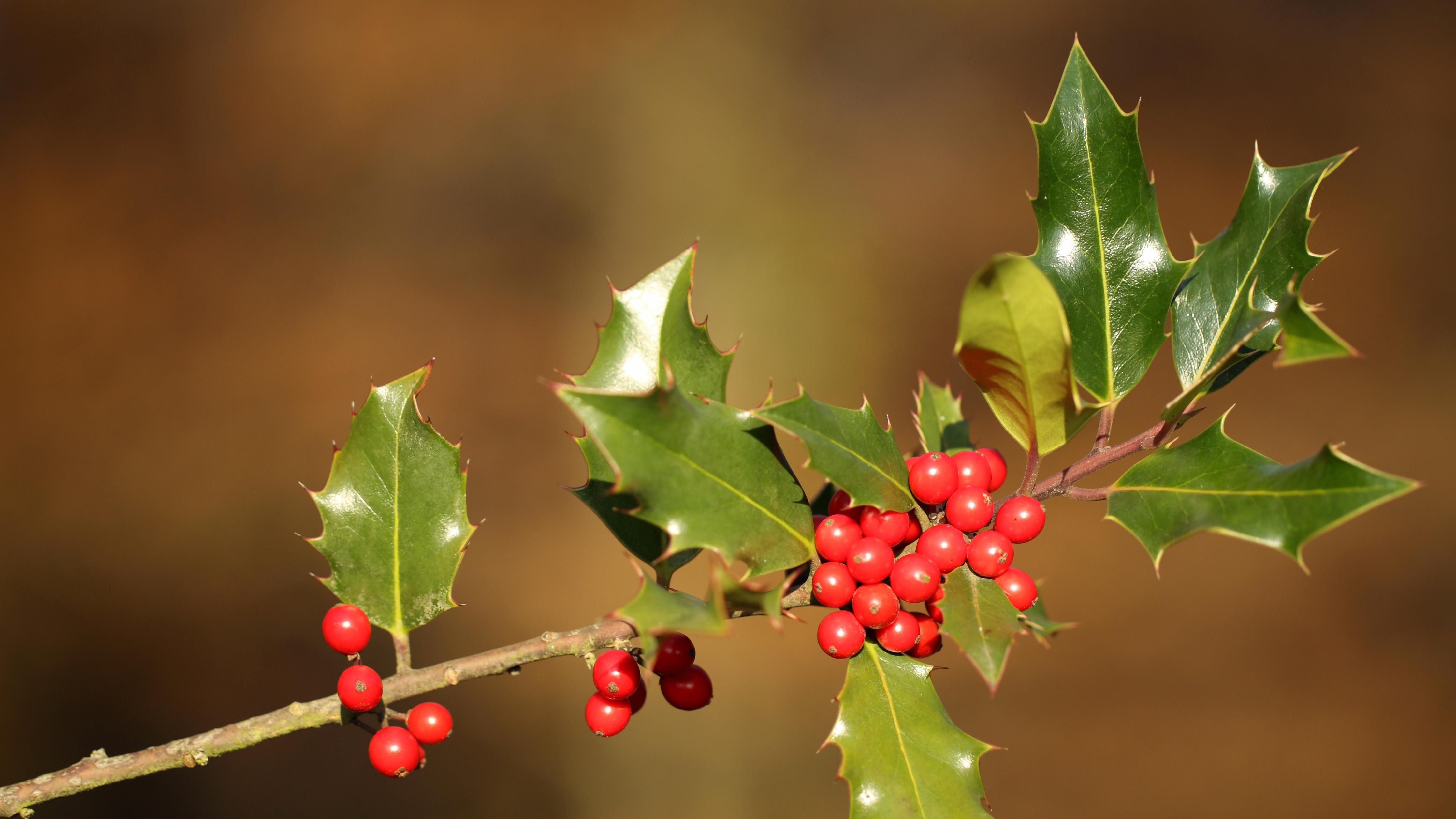 “成为中国人”爆火真相